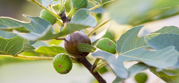 PLANT PORN: THE FIG