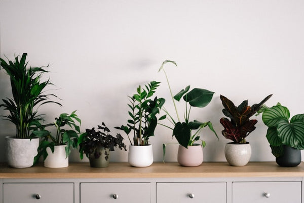 Plant Paramedic: How to Care for your Houseplants