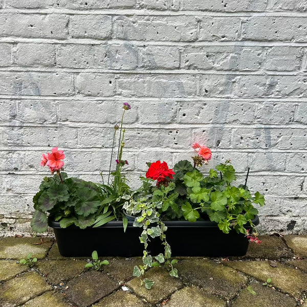 Ready to Window Box: Geraniums Gallore / Armeria / Ivy
