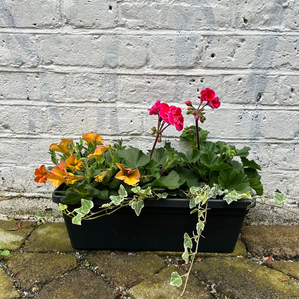 Ready to Window Box: Geranium & Petunias