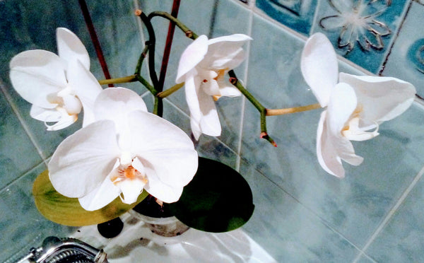 Survival of the Moth Orchid