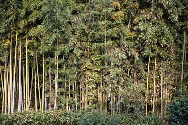 Plant Porn: The Bamboo