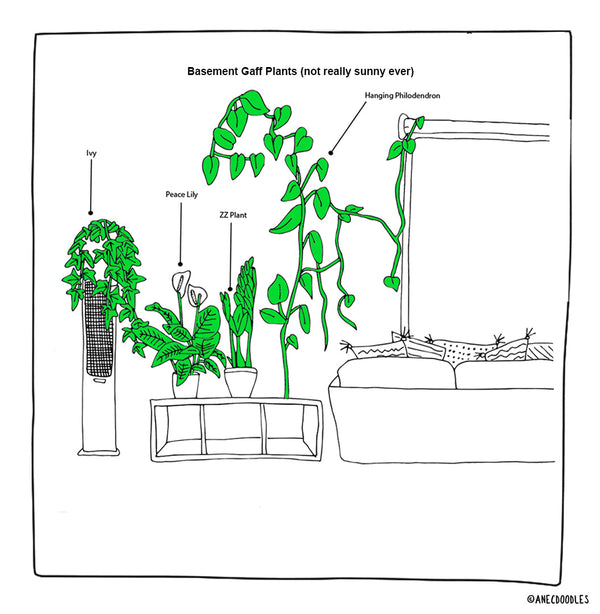 RIGHT PLANTS FOR THE RIGHT ROOM: BASEMENT GAFF