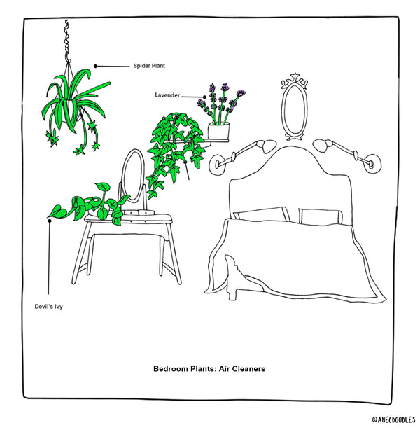 RIGHT PLANTS FOR THE RIGHT ROOM: THE BEDROOM