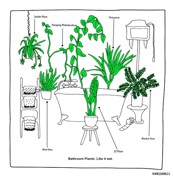 RIGHT PLANT FOR THE RIGHT ROOM: THE BATHROOM