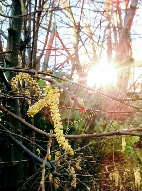 CHEEKY CATKINS