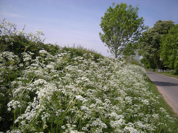 MOMENTS IN POT CULTURE: COW PARSLEY