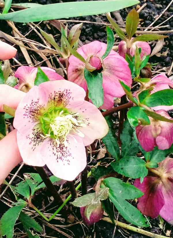 HELLO HELLEBORE