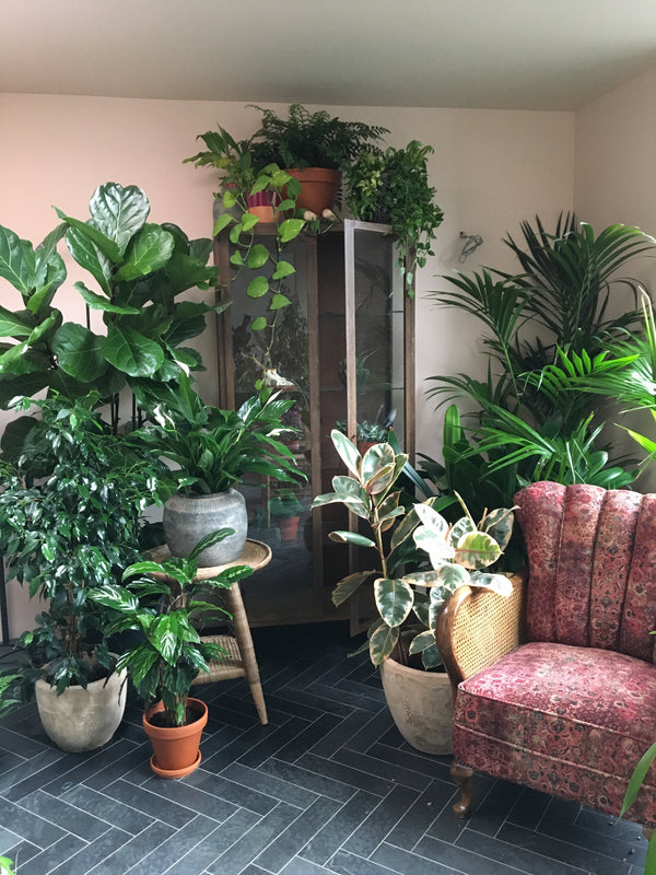 Home plant install