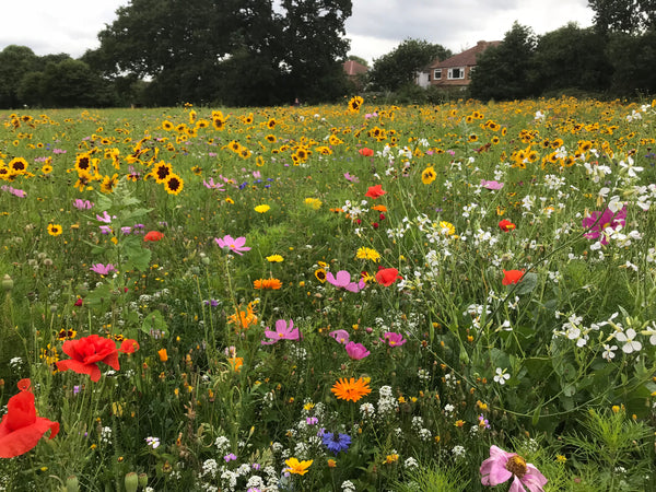 HOW NOT TO KILL YOUR WILDFLOWER MEADOW