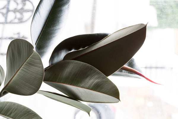 GET YOUR HANDS DIRTY! How to repot your ficus