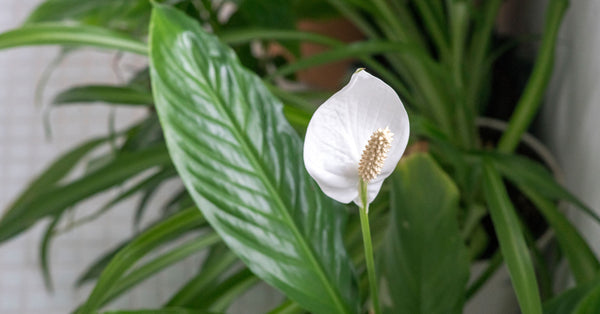 How not to kill your Peace Lily