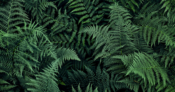 GET YOUR HANDS DIRTY! How to repot your ferns