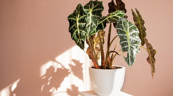 GET YOUR HANDS DIRTY! HOW TO REPOT YOUR ALOCASIA!