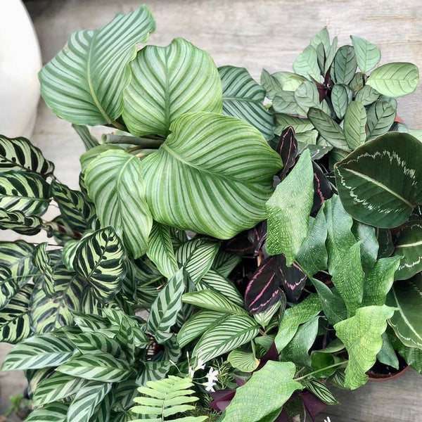 Calathea: Let's Turn Over a New Leaf