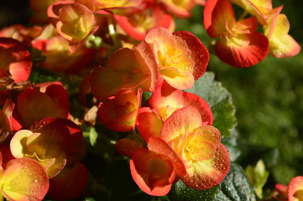 MOMENTS IN POT CULTURE: THE BEGONIA