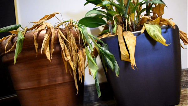 HOW TO AVOID THE HOUSEPLANT GRAVEYARD
