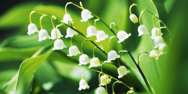 MOMENTS IN POT CULTURE: LILY OF THE VALLEY