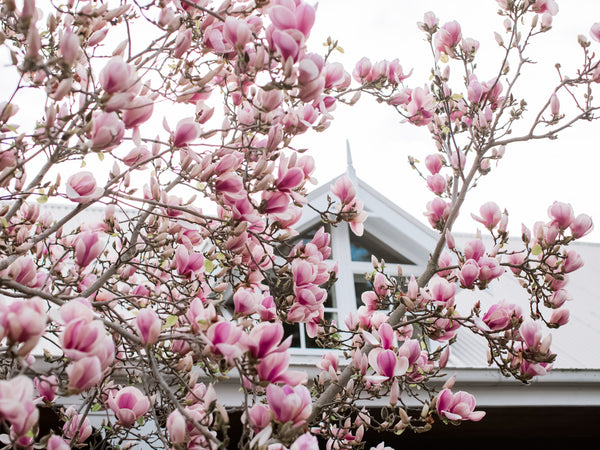 PLANT PORN: MAGNOLIA