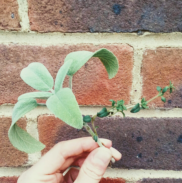 SUMMER CUTTINGS: BE SAGE AND TAKE YOUR THYME