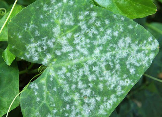 EWW IT’S WHITE AND STICKY: TELL POWDERY MILDEW TO F’OFF