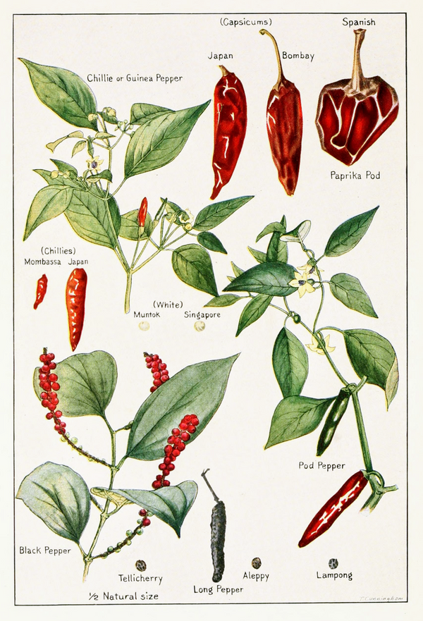GET YOUR CHILLIES IN (WHILE IT’S CHILLY)