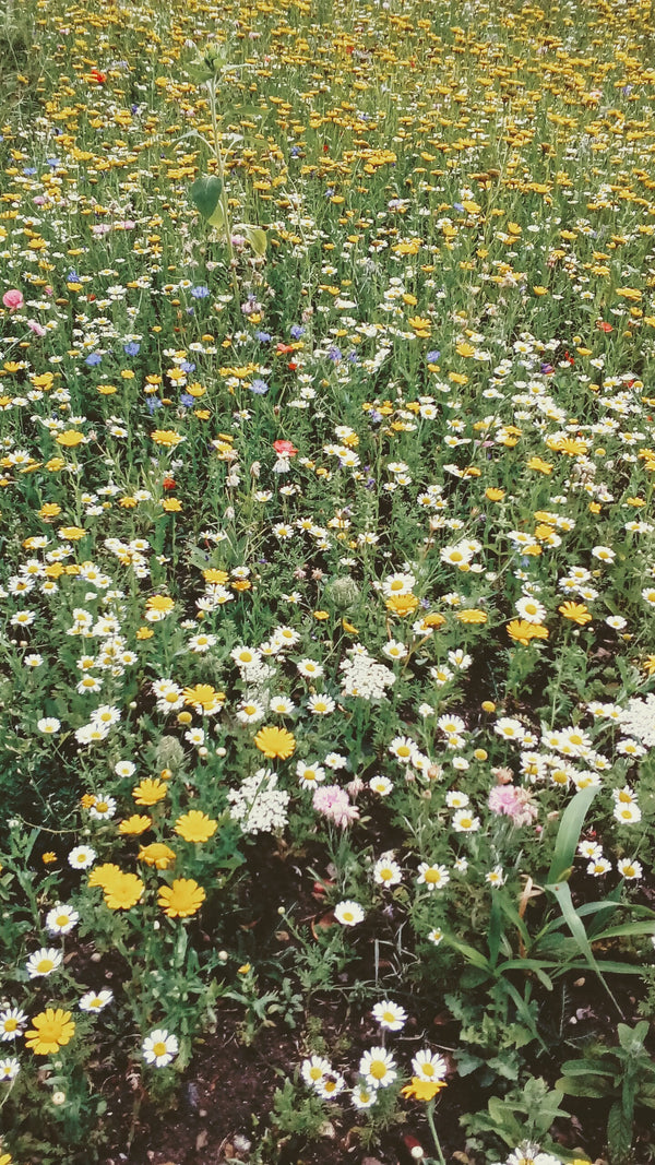 MAKE YOUR OWN MEADOW