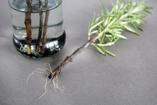 Making Root Propagation Station: Make Your Own Natural Rooting Formula!