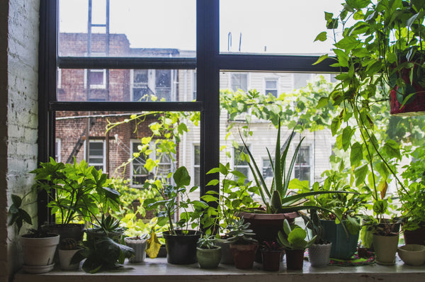 LET THERE BE LIGHT: HOW TO LOVE YOUR PLANTS IN COLDER MONTHS