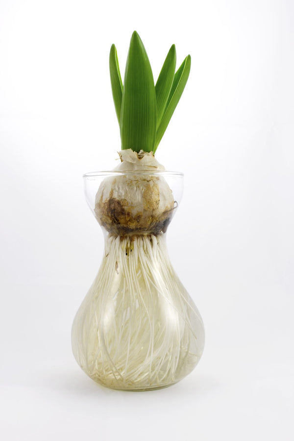 BUST OUT YOUR BULBS (GROWING IN WATER)