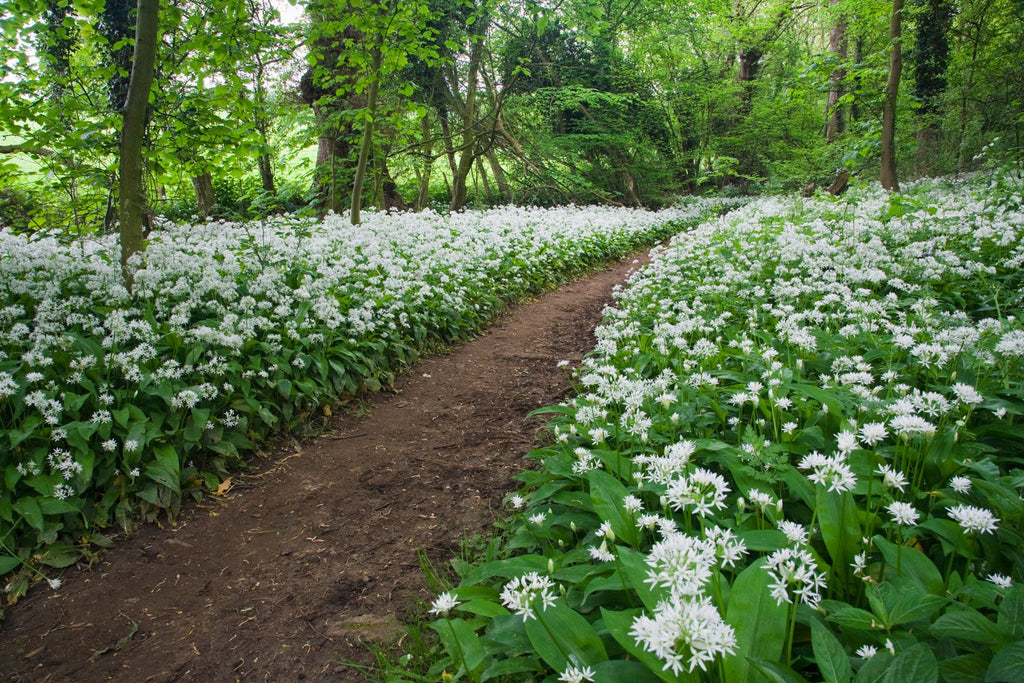 PLANT PORN: WILD GARLIC