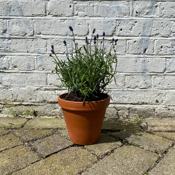 Lavender in Terracotta Pot