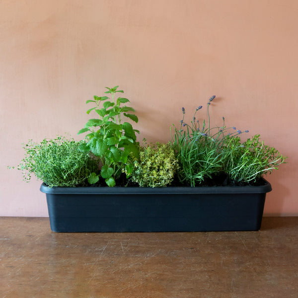 Ready to Window Box - Herb & Lavender Edition