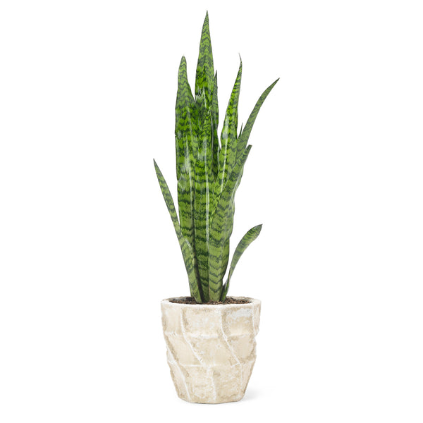 Sansevieria aka 'Mother-in-Laws Tongue'
